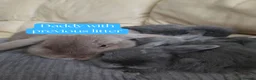 Mini Lop rabbits for sale: Blue-Eyed Mini Lop Babies - Advert 9