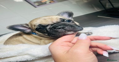 French Bulldog dogs - Advert 5