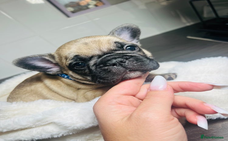 French Bulldog dogs - Advert 2