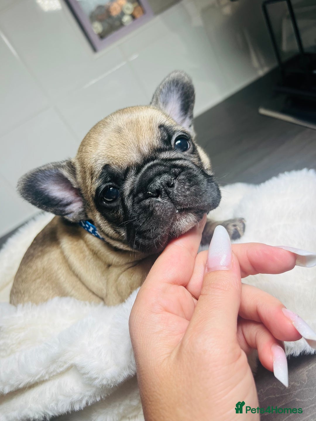French Bulldog dogs for sale: Lilac French Buldog - Image 1