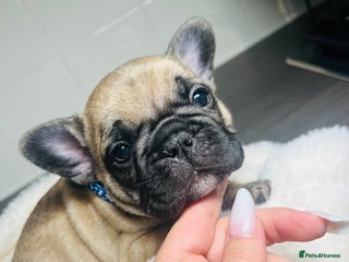 French Bulldog dogs - Advert 9