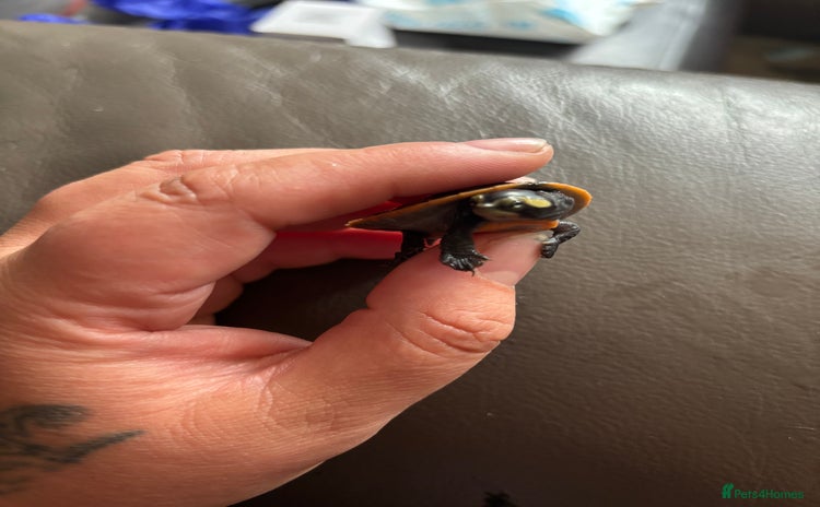 Turtle reptiles - Advert 4