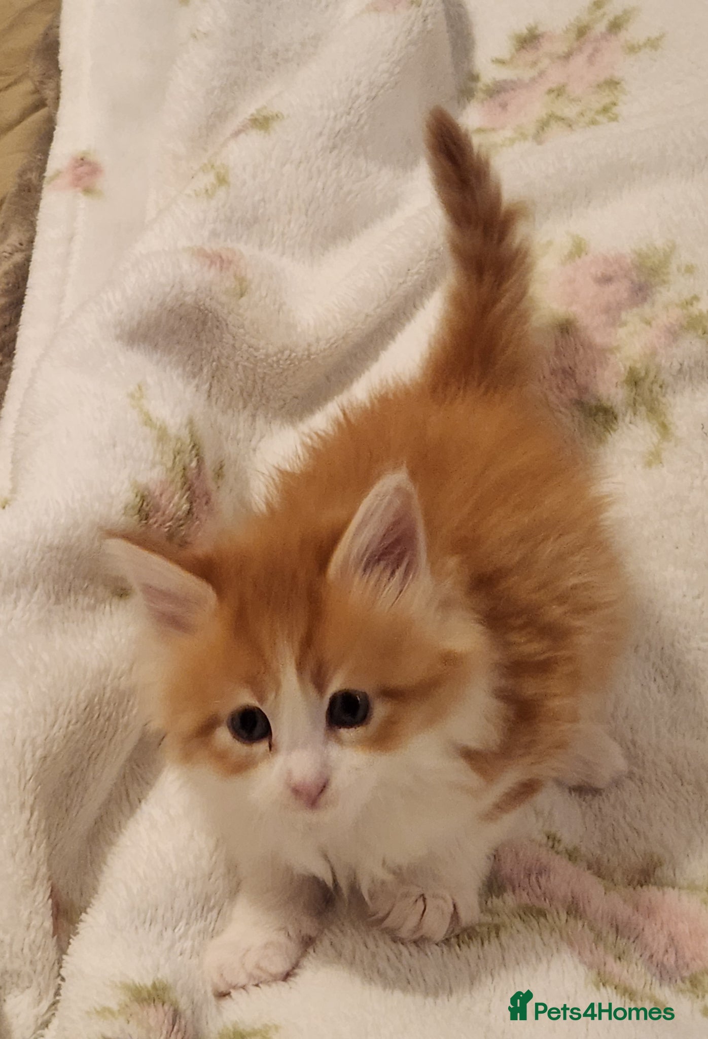 Maine Coon cats Maine Coons ready April 4 male 1 female  - Advert 2