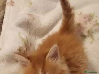 Maine Coon cats Maine Coons ready April 4 male 1 female - Advert 2