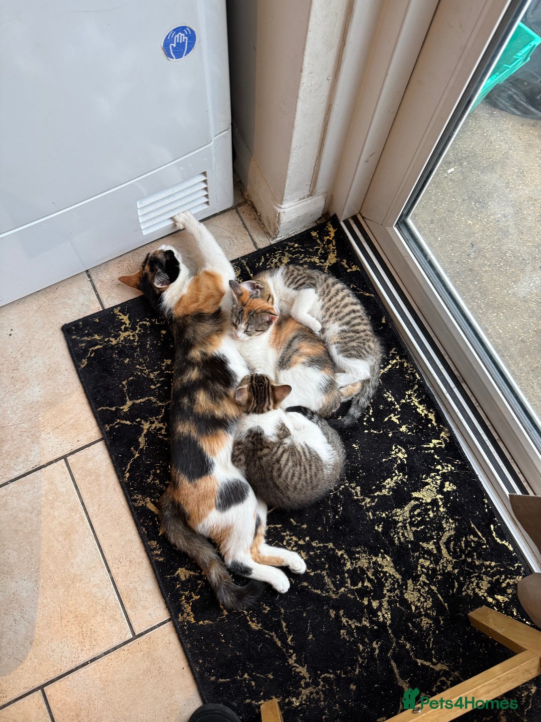 Mixed Breed cats for sale: Kittens mixed breed 2 ❤️ - Advert 3