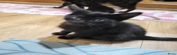 Mixed Breed cats for sale: 4 female and 1 boy  in Stockport - Advert 2