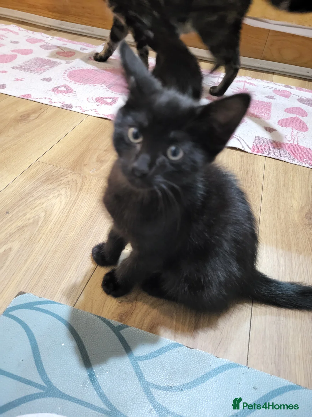 Mixed Breed cats for sale: 4 female and 1 boy  in Stockport - Advert 2