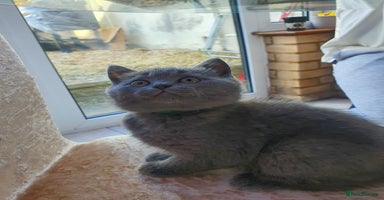 British Shorthair cats - Advert 4