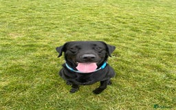 Labrador Retriever dogs for sale: Male Black Labrador  - Image 5