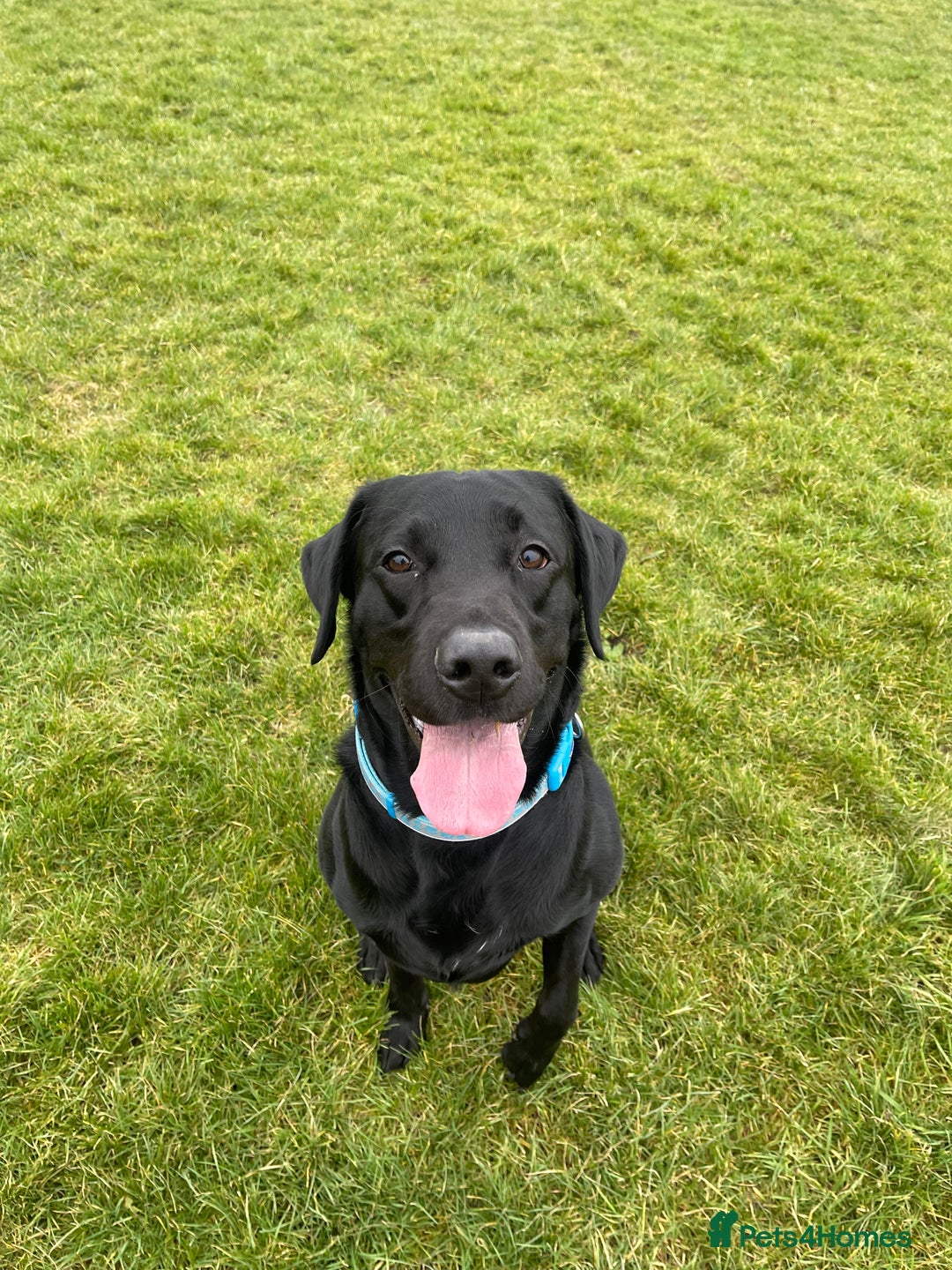 Labrador Retriever dogs for sale: Male Black Labrador  - Image 5