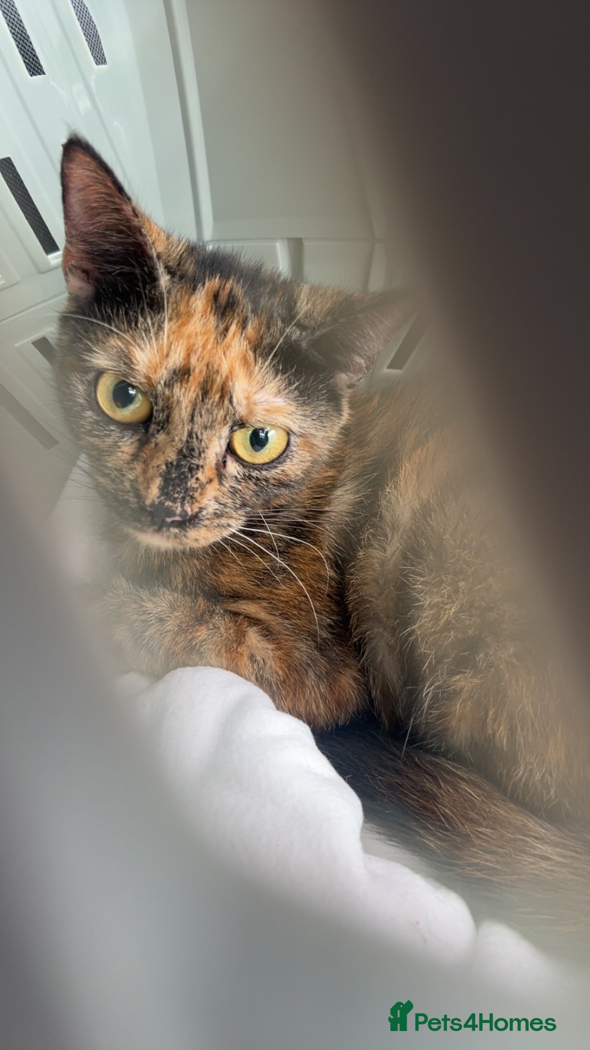 Mixed Breed cats Torti cat - Advert 3