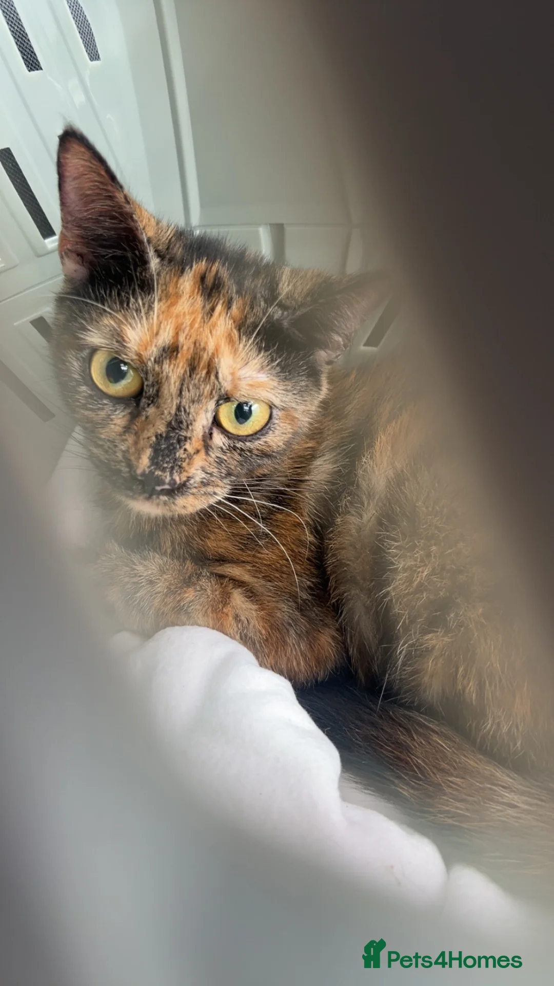 Mixed Breed cats for sale: Torti cat in Southampton - Advert 1