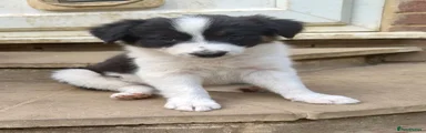 Border Collie 3