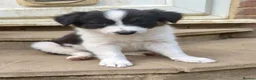 Border Collie dogs for sale: Border collie puppies  in Hayes - Advert 5