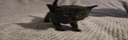 Mixed Breed cats for sale: Two black and white male kittens - Advert 3