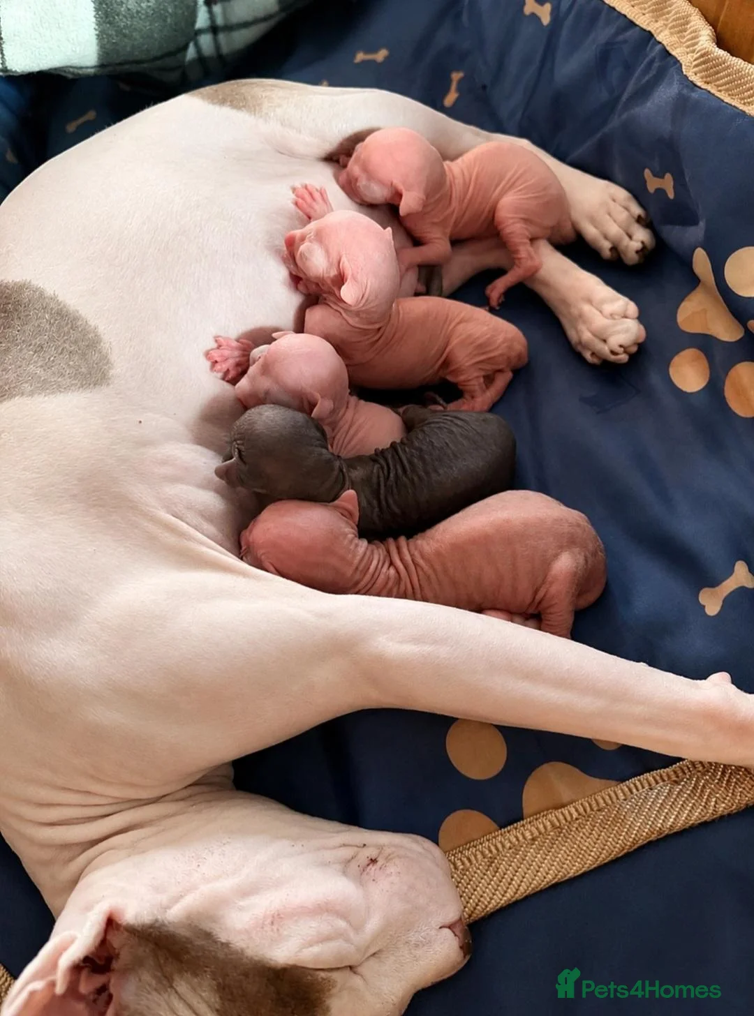 Sphynx cats for sale: Sphynx kittens for sale in Newport - Advert 1