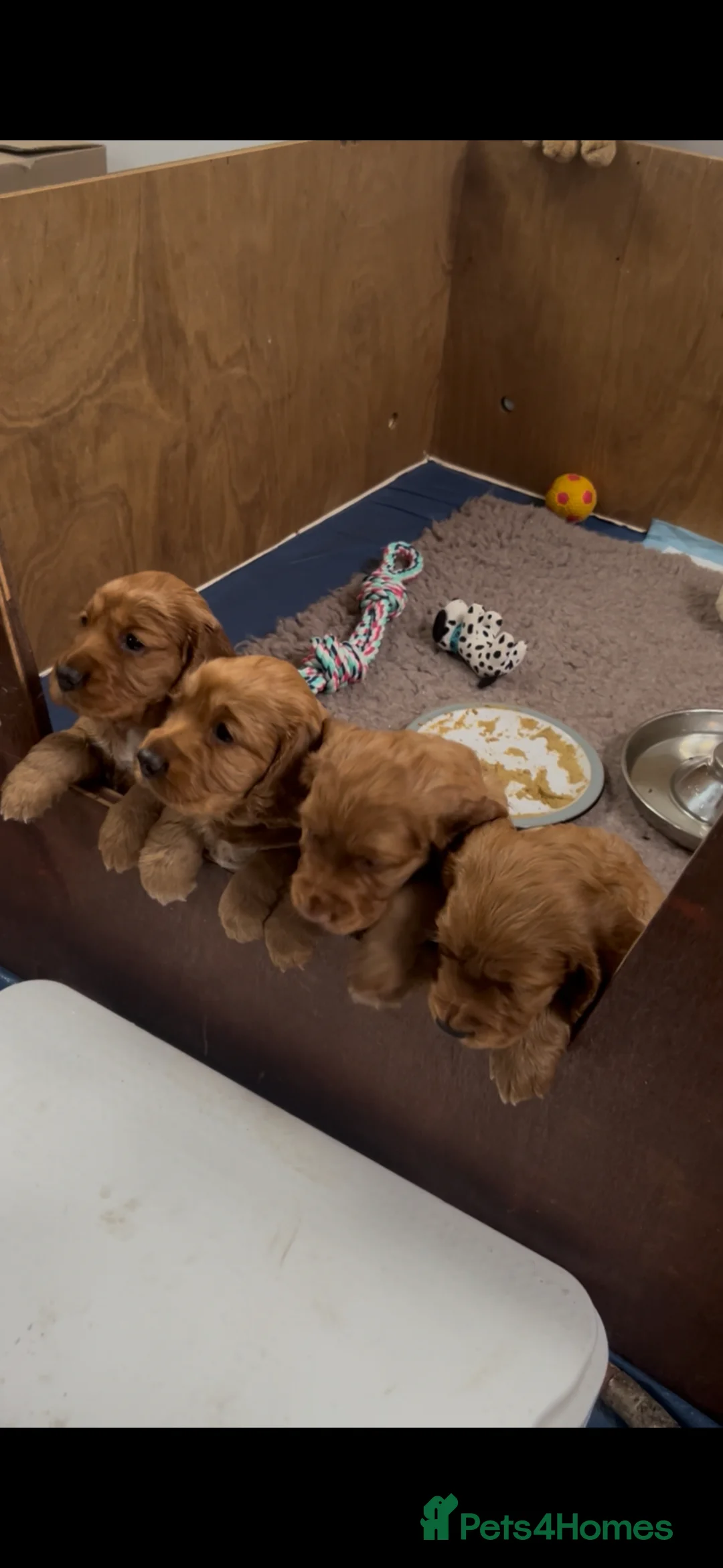 Cocker Spaniel dogs for sale:  Pedigree Working workingCocker Spaniel  - Advert 6