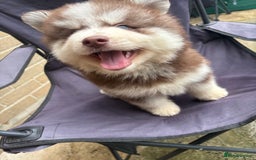 Pomsky dogs for sale: Champion bloodline f4 pomskys - Image 22