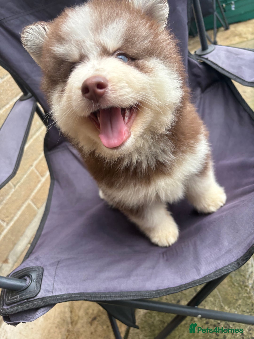 Pomsky dogs for sale: Champion bloodline f4 pomskys - Image 22