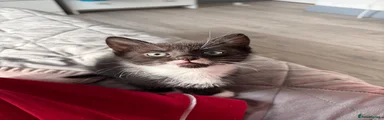 Tuxy 