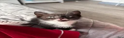 Domestic Shorthair cats for sale: 3 female kittens - Advert 4