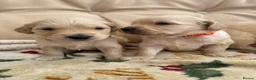 Golden Retriever dogs for sale: Kennel Club Golden Retriever Puppies Health Tested - Advert 28