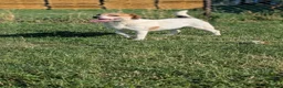 Mixed Breed dogs for adoption: Bagel for adoption! in Walsall - Advert 8