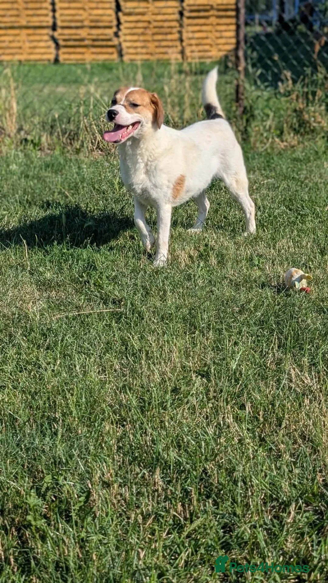 Mixed Breed dogs for adoption: Bagel for adoption! in Walsall - Advert 8