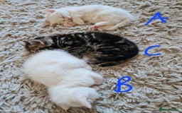 British Shorthair cats for sale: Beautiful British Shorthair Cross Kittens - Image 4
