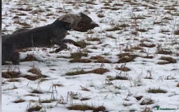 Bedlington Terrier dogs for stud: Bedlington terrier for std in Barnsley - Image 18