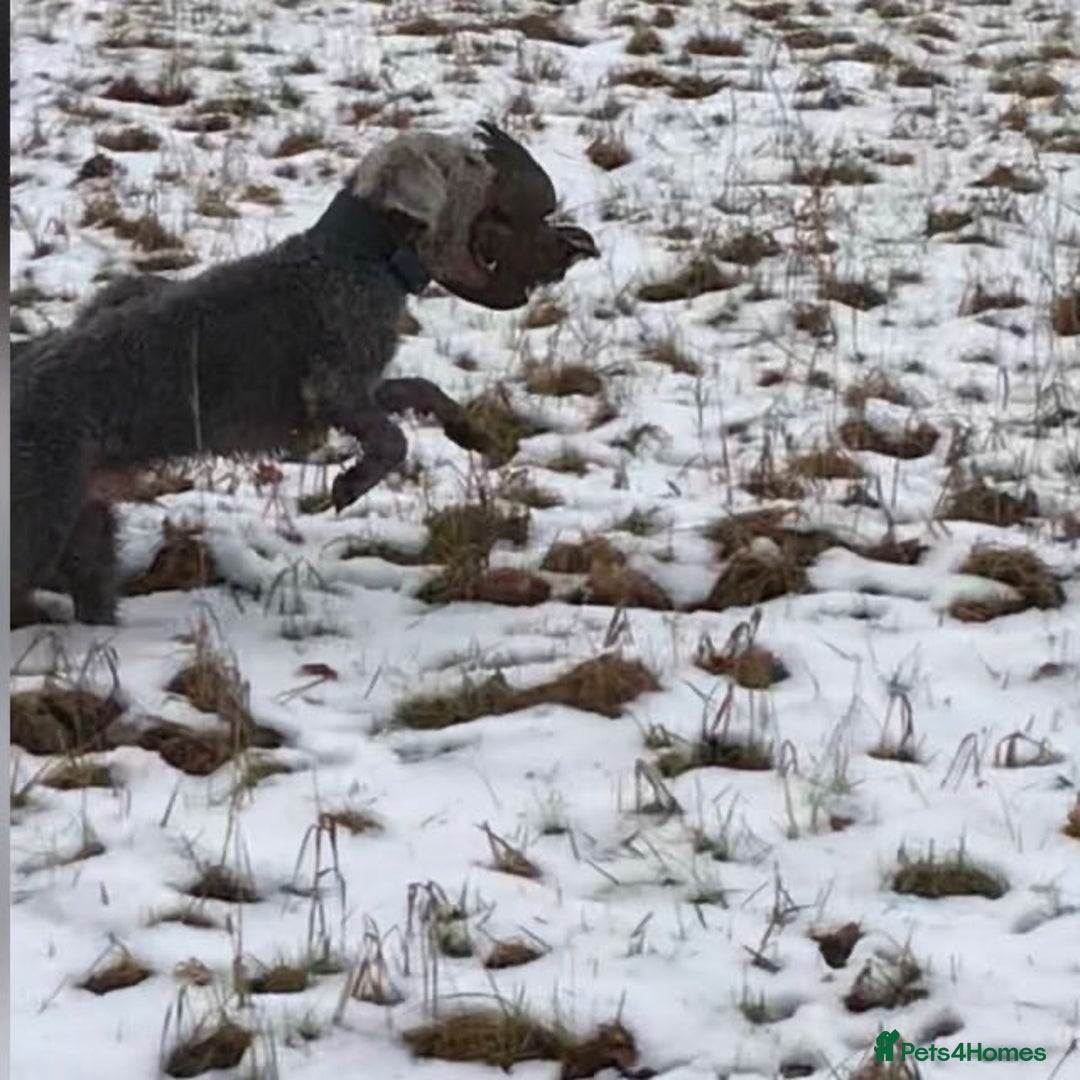 Bedlington Terrier dogs for stud: Bedlington terrier for std in Barnsley - Image 18