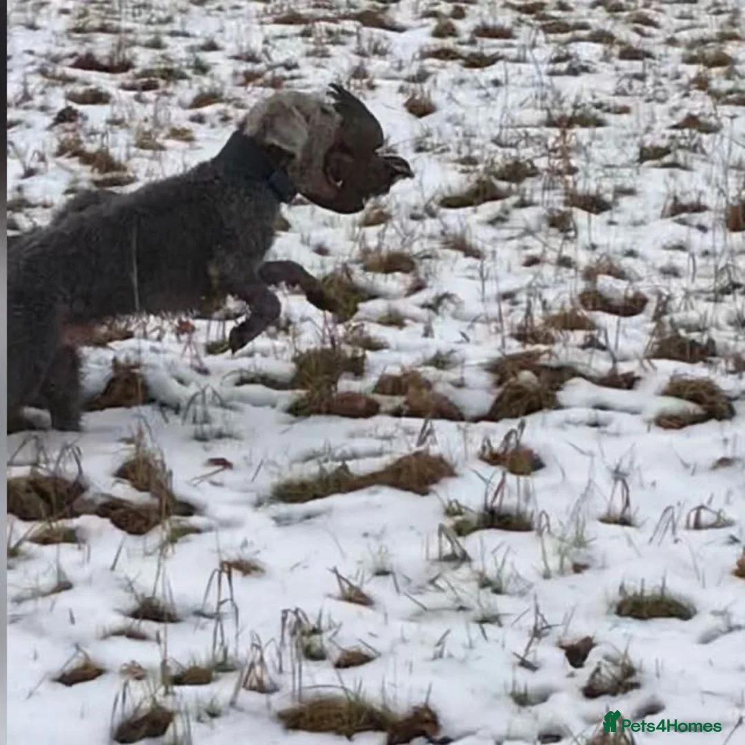 Bedlington Terrier dogs for stud: Bedlington terrier for std in Barnsley - Advert 18