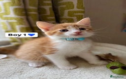 Mixed Breed cats for sale: 2 boys & 2 girls beautiful kittens - Image 2