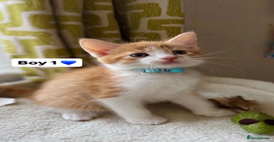 Mixed Breed cats - Advert 11