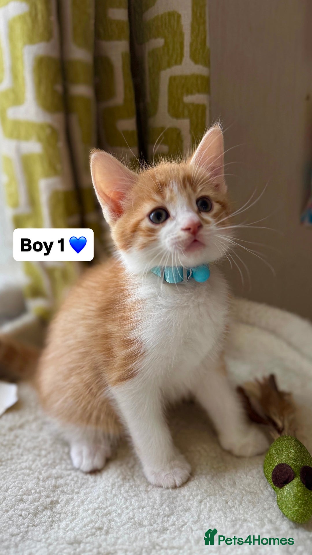 Mixed Breed cats for sale: 2 boys & 2 girls beautiful kittens - Image 2