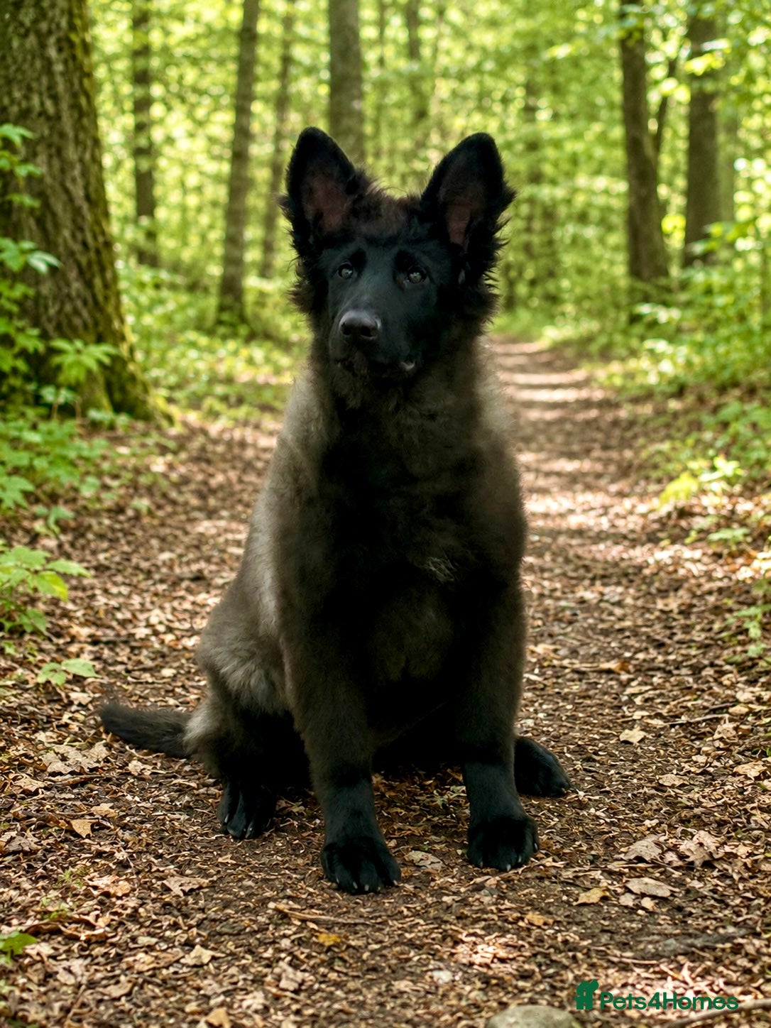 German Shepherd dogs for sale: Exceptional 4 ½ -month-old Black Sable long coat - Advert 1
