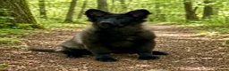German Shepherd dogs for sale: Exceptional 4 ½ -month-old Black Sable long coat - Advert 1