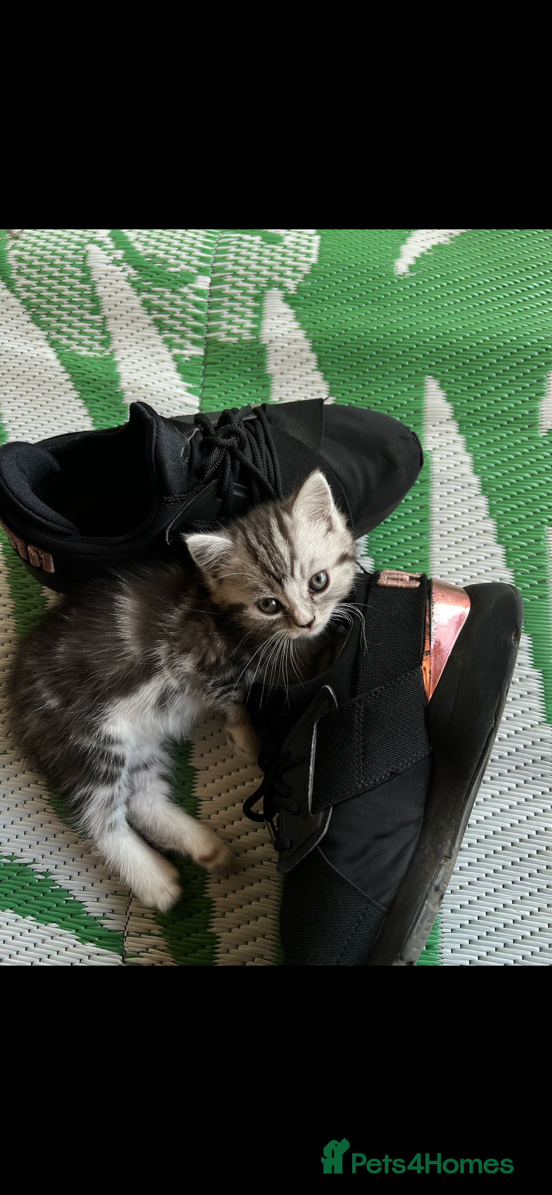Persian cats for sale: Persian Kitten 2 - 1 Silver Doll Faced X Persian female  - Image 9