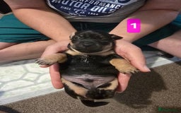 Jack Russell dogs for sale: Jack Russell puppy  - Image 5