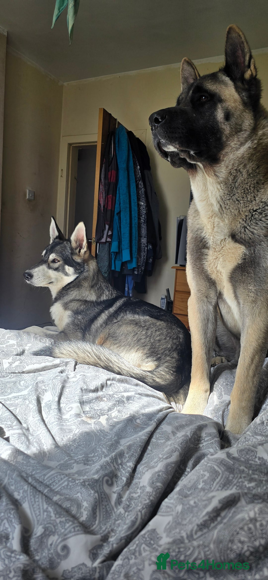 Mixed Breed dogs for sale: Northern Inuit cross American akita  - Image 29