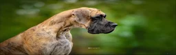 Great Dane dogs for sale: Carefully Planned Litter Reservation List Now Open - Advert 11
