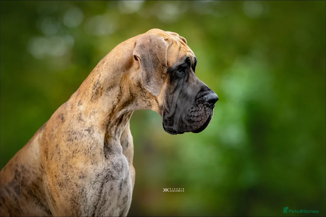 Great Dane dogs for sale: Carefully Planned Litter Reservation List Now Open - Advert 11