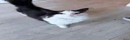 Norwegian Forest Cat cats for sale: Two male cats looking for forever home  in Eastleigh - Advert 4