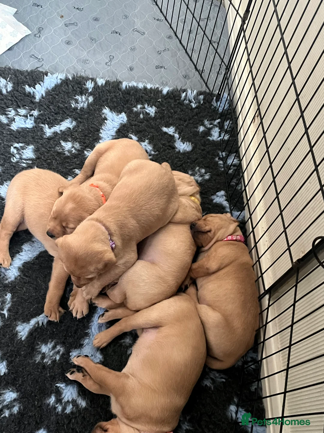 Labrador Retriever dogs for sale: Labrador Puppies - last remaining one  - Advert 9