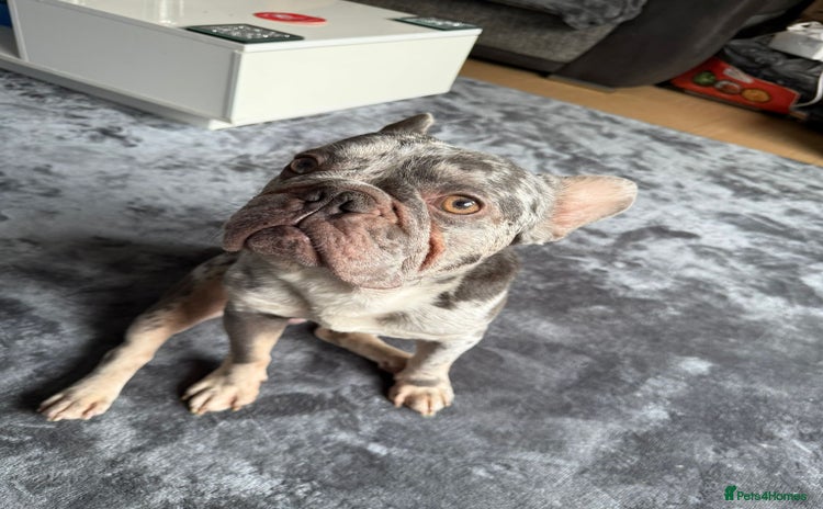 French Bulldog dogs - Advert 3