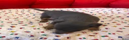 Miniature Pinscher dogs for sale:  Kc reg Blue boy Has to be seen to be believed  - Advert 3