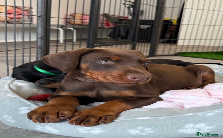 Dobermann dogs - Advert 1