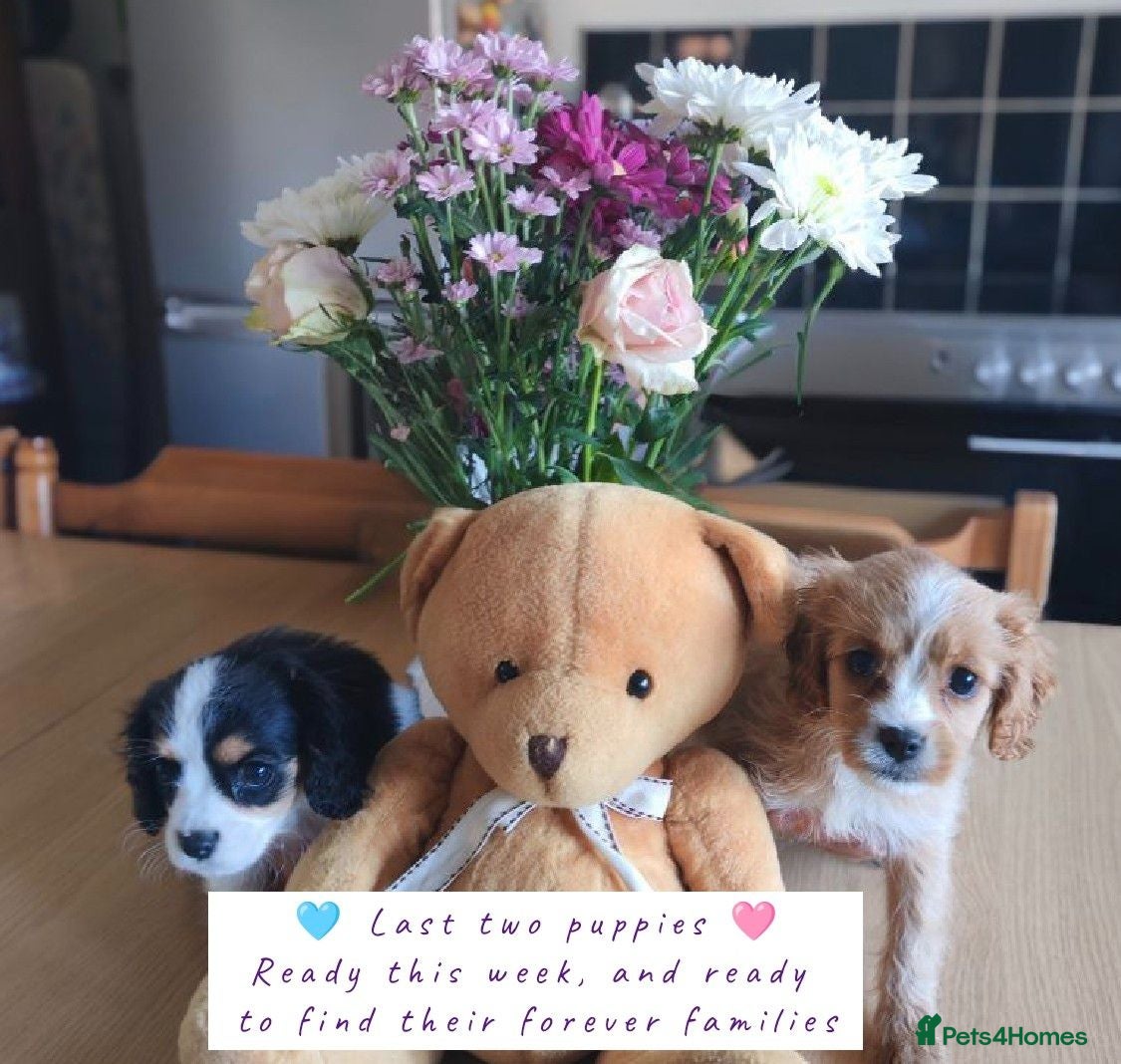 Mixed Breed dogs  Last 2 Ready this week !! Cavalier Mix Breed pups - Advert 1
