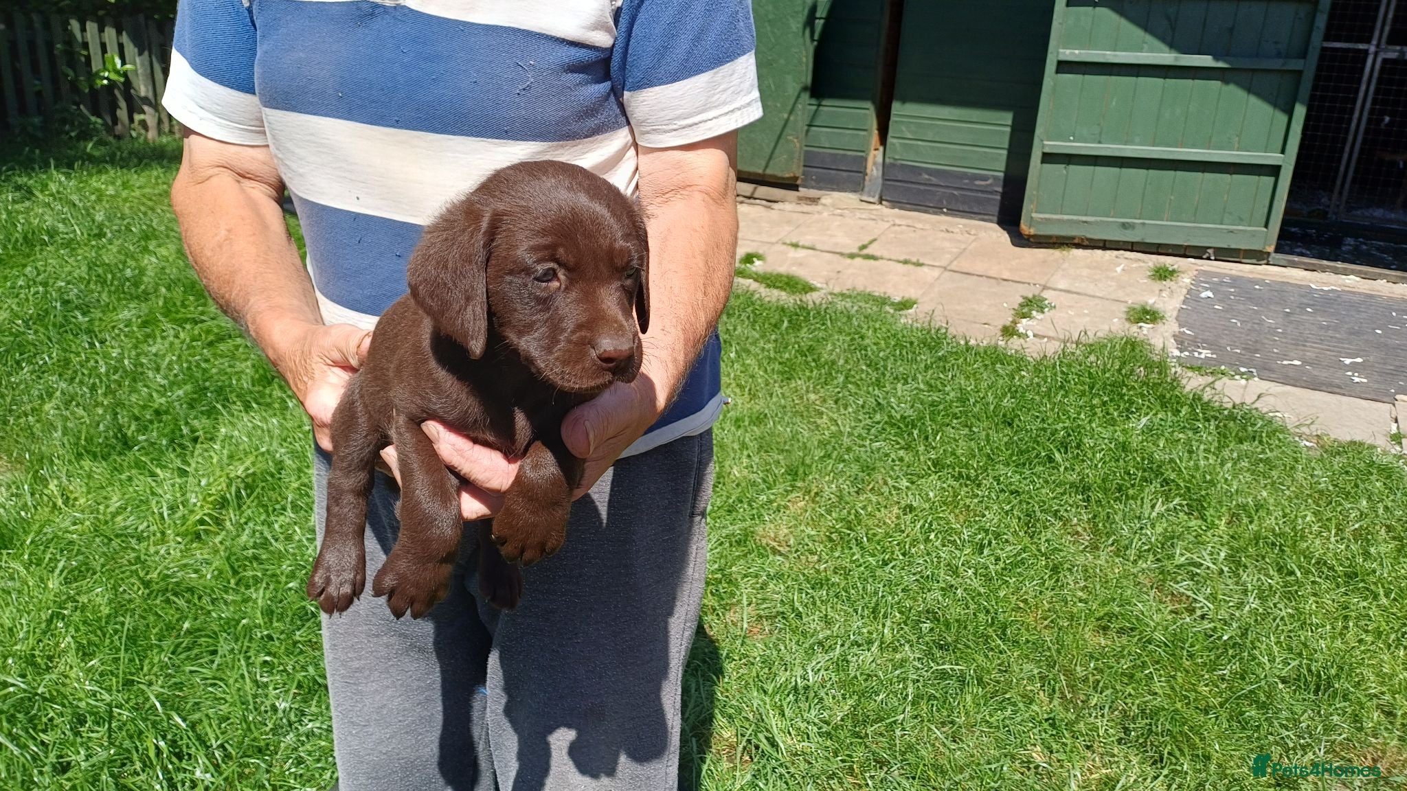 Labrador Retriever dogs BLACK AND CHOCOLATE LABRADOR PUPPIES FOR SALE - Advert 11