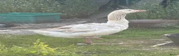 Geese poultry for sale: Brecon Buff Geese in Caernarfon - Advert 4